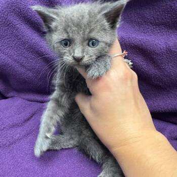 Pochita -  Domestic Short Hair Cat for Adoption in Parkersburg, West Virginia - Pochita | PetCurious