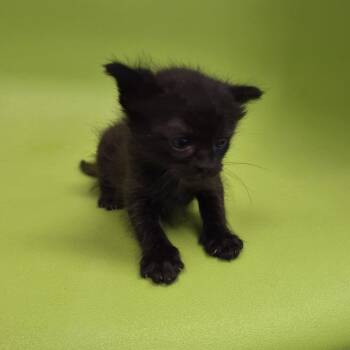 TXAC-Stray-20127 -  Siamese and Domestic Short Hair Cat for Adoption in Portland, Texas - TXAC-Stray-20127 | PetCurious