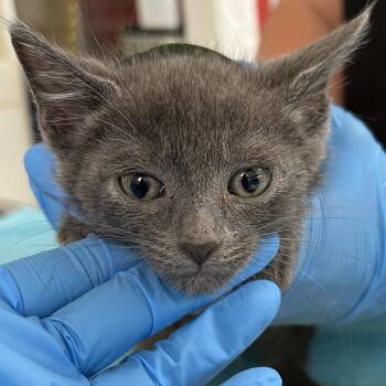Jerry -  Domestic Short Hair Cat for Adoption in Ojai, California - Jerry | PetCurious
