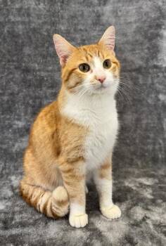 Simon -  Domestic Short Hair Cat for Adoption in Buffalo, Minnesota - Simon | PetCurious