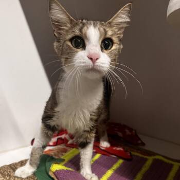 Squeaky -  Domestic Medium Hair Cat for Adoption in Dearborn, Michigan - Squeaky | PetCurious