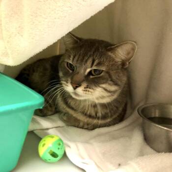 Domestic Short Hair Cats Available for Adoption - Cabana Boy | PetCurious