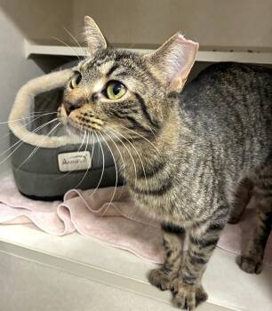 Kitty Soprano - available 7/18 -  Domestic Short Hair Cat for Adoption in Elmsford, New York - Kitty Soprano - Available 7/18 | PetCurious