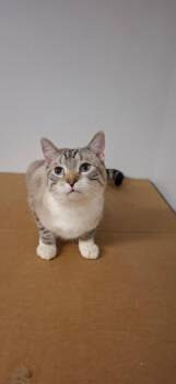 Fanta -  Domestic Short Hair Cat for Adoption in Pocatello, Idaho - Fanta | PetCurious