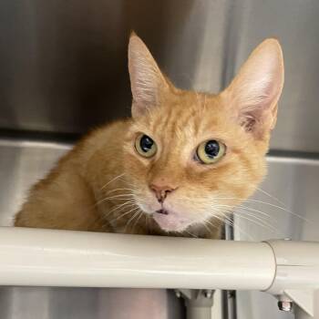 Apricot -  American Shorthair Cat for Adoption in North Kingstown, Rhode Island - Apricot | PetCurious
