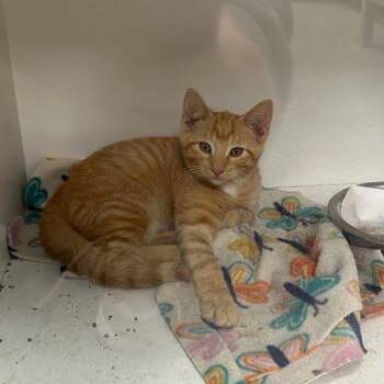 Caesar -  Domestic Short Hair Cat for Adoption in Jeffersonville, Indiana - Caesar | PetCurious