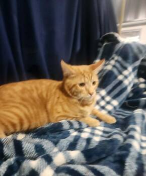 Domestic Short Hair and Tabby Cats Available for Adoption in Lexington, Tennessee - MILO | PetCurious