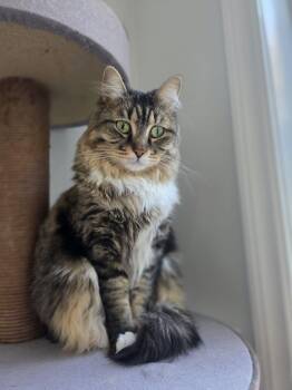 Rescue Turkish Angora and Tabby Cats for Adoption in Newmarket, Ontario - Khokha (Peach) | PetCurious