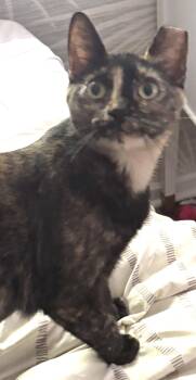 Mugsy -  Domestic Short Hair Cat for Adoption in Lenexa, Kansas - Mugsy | PetCurious