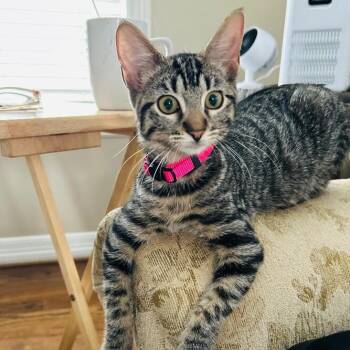 Tabby and Domestic Short Hair Cats Available for Adoption in Friendswood, Texas - Cameron Clark | PetCurious