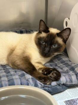 Lucy -  Siamese and Domestic Short Hair Cat for Adoption in Novato, California - Lucy | PetCurious