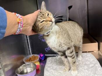 Jupiter -  Domestic Short Hair Cat for Adoption in New York, New York - Jupiter | PetCurious