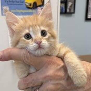 Betty -  Domestic Long Hair Cat for Adoption in Greensboro, Georgia - Betty | PetCurious