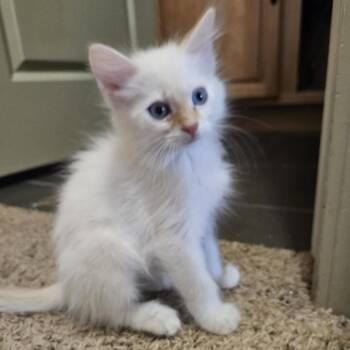 Domestic Medium Hair Cats Available for Adoption in Eagle Mountain, Utah - Teddy Manning | PetCurious