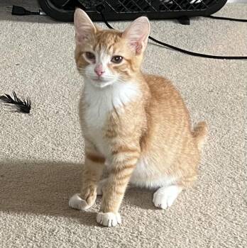 Sky (FCID# 07/20/2026-42 Brookhaven PS event) KC -  Tabby Cat for Adoption in Greenville, Delaware - Sky (FCID# 07/20/2026-42 Brookhaven PS Event) KC | PetCurious