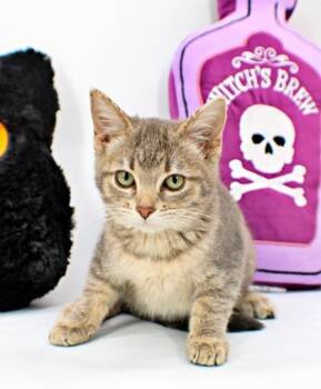 Raina -  Domestic Short Hair Cat for Adoption in Morton Grove, Illinois - Raina | PetCurious