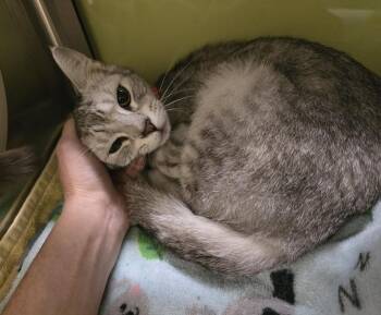 Domestic Short Hair Cats Available for Adoption in Dickson, Tennessee - Katydid | PetCurious