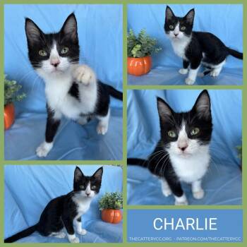 Charlie -  Domestic Short Hair Cat for Adoption in Corpus Christi, Texas - Charlie | PetCurious