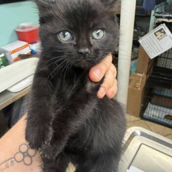 Jemma -  Domestic Short Hair Cat for Adoption in Hudson, New York - Jemma | PetCurious