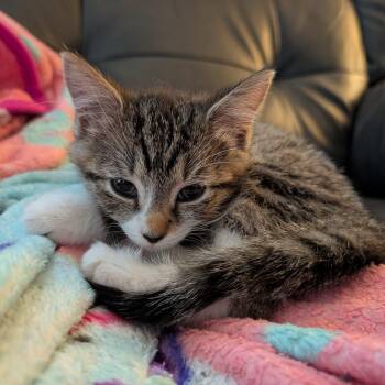 Jelly Bean -  Domestic Short Hair Cat for Adoption in Hopkinton, Massachusetts - Jelly Bean | PetCurious