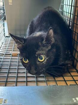 Villarreal Feral 2 -  Domestic Short Hair Cat for Adoption in New Braunfels, Texas - Villarreal Feral 2 | PetCurious