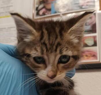 Bernie -  Domestic Short Hair Cat for Adoption in Vancouver, Washington - Bernie | PetCurious