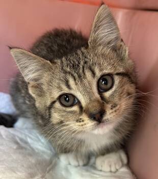 Salsa -  Tabby and Domestic Short Hair Cat for Adoption in Lawrenceville, Georgia - Salsa | PetCurious