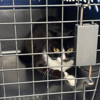 Bakugo -  Domestic Short Hair Cat for Adoption in Greensboro, North Carolina - Bakugo | PetCurious
