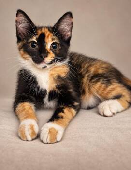 Mabel -  Calico Cat for Adoption in Miami, Florida - Mabel | PetCurious