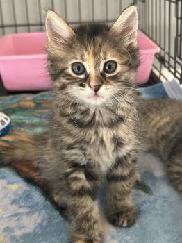 Willow, Sunrise and Sandy -  Domestic Medium Hair and Maine Coon Cat for Adoption in Lampasas, Texas - Willow, Sunrise And Sandy | PetCurious