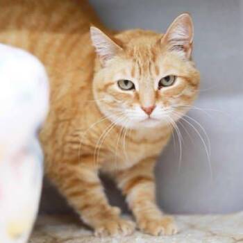 Domestic Short Hair Cats Available for Adoption in Atlanta, Georgia - Bastet | PetCurious