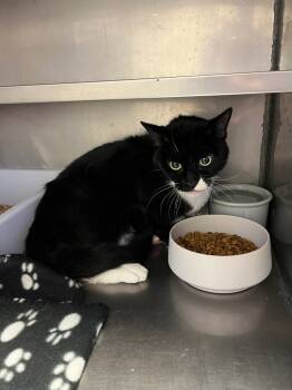 Rescue Domestic Long Hair Cats for Adoption in Bossier City, Louisiana - Bartholomew | PetCurious