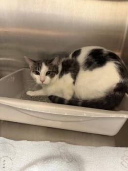 Domestic Short Hair Cats Available for Adoption - Bub | PetCurious