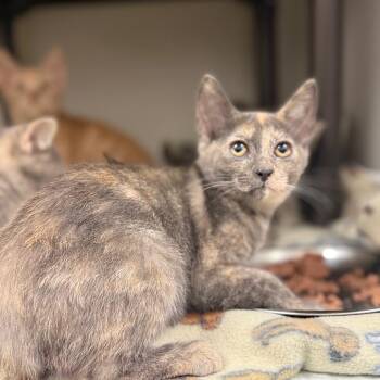 Sally -  Domestic Short Hair Cat for Adoption in Jacksboro, Tennessee - Sally | PetCurious