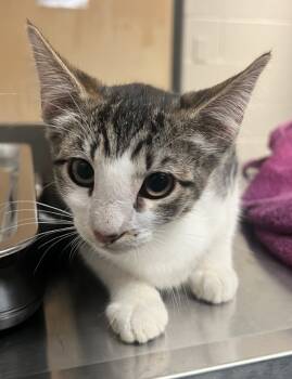 Rescue Domestic Short Hair Cats for Adoption in Raleigh, North Carolina - Charlotte | PetCurious