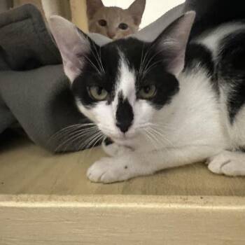 Jessica -  Domestic Short Hair Cat for Adoption in Walnut Creek, California - Jessica | PetCurious