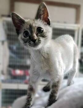 Siamese Cats Available for Adoption - Pepper | PetCurious