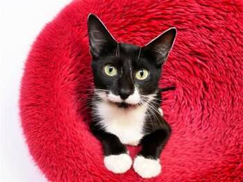 DARMA -  Domestic Short Hair Cat for Adoption in Fort Lauderdale, Florida - DARMA | PetCurious