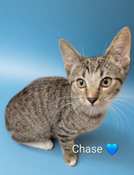 Chase -  Domestic Short Hair Cat for Adoption in Las Vegas, Nevada - Chase | PetCurious