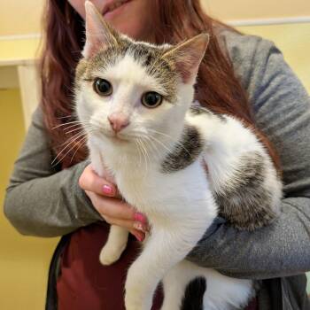 Domestic Short Hair Cats Available for Adoption - KJ | PetCurious