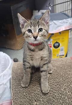 Mars -  Domestic Short Hair Cat for Adoption in Mokena, Illinois - Mars | PetCurious