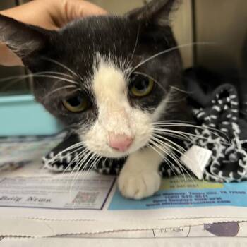 Mr. Spicy -  Domestic Short Hair Cat for Adoption in Galveston, Texas - Mr. Spicy | PetCurious