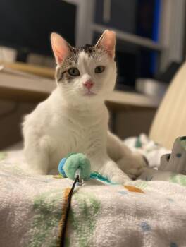 Rescue Domestic Short Hair Cats for Adoption in Pittsburgh, Pennsylvania - Oliver | PetCurious