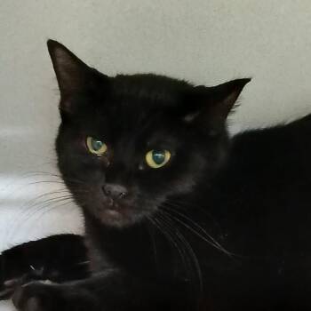 Sally -  Domestic Short Hair Cat for Adoption in Colorado Springs, Colorado - Sally | PetCurious