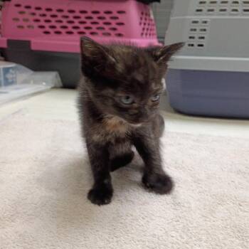 Sequoia -  Domestic Short Hair Cat for Adoption in Dallas, Texas - Sequoia | PetCurious