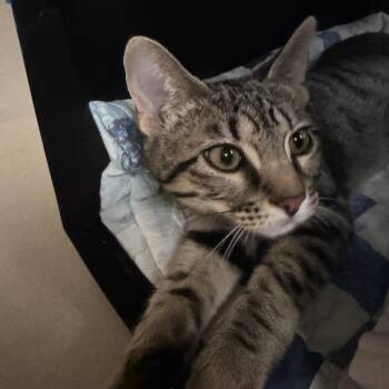 Chucky -  Domestic Short Hair Cat for Adoption in Houston, Texas - Chucky | PetCurious