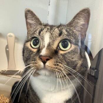 Kitty -  Domestic Short Hair Cat for Adoption in Buellton, California - Kitty | PetCurious