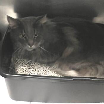 Domestic Long Hair Cats Available for Adoption - Beans | PetCurious