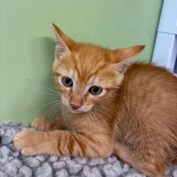 Gouda -  Domestic Short Hair Cat for Adoption in St. Helena, California - Gouda | PetCurious