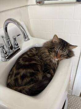 Domestic Long Hair Cats Available for Adoption - Faxon | PetCurious